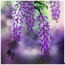 紫藤花歌曲视频热点爆料,揭秘背后热点事件